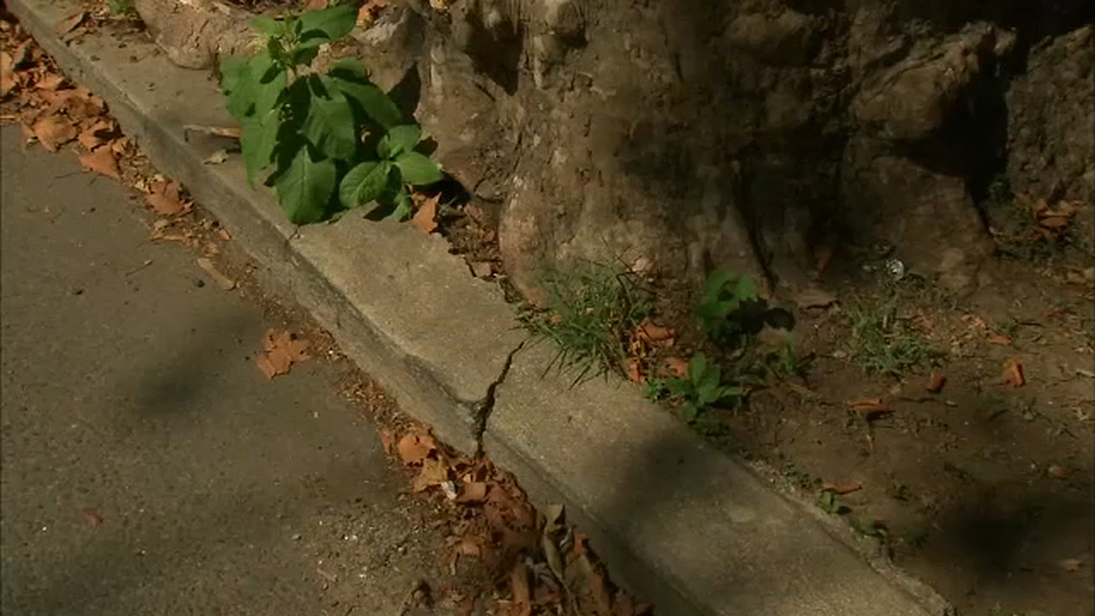 New York City to take responsibility for sidewalk damage caused by city trees