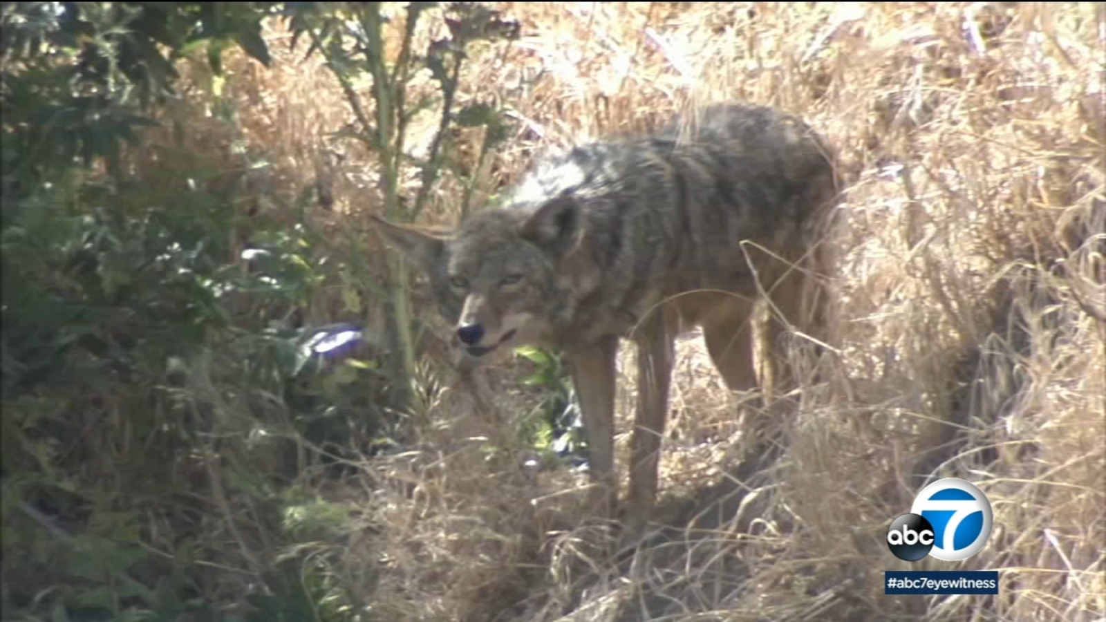 Torrance City Council approves plan to trap coyotes ABC7 Los Angeles