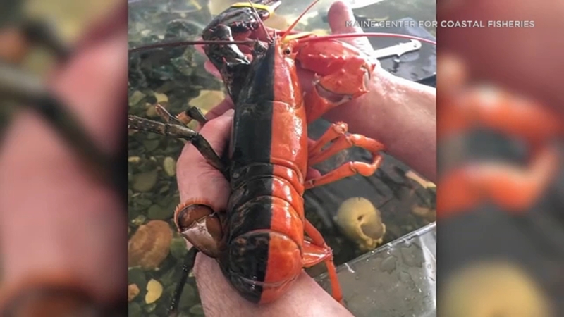 lobster stomper 2023