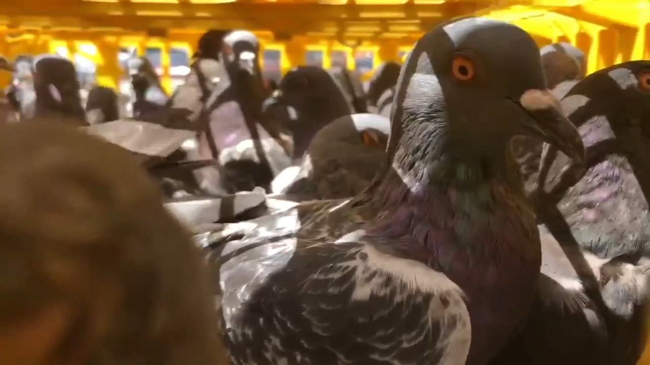 2 Charged With Animal Cruelty After Pigeons Found Trapped In Downtown Houston Abc13 Houston
