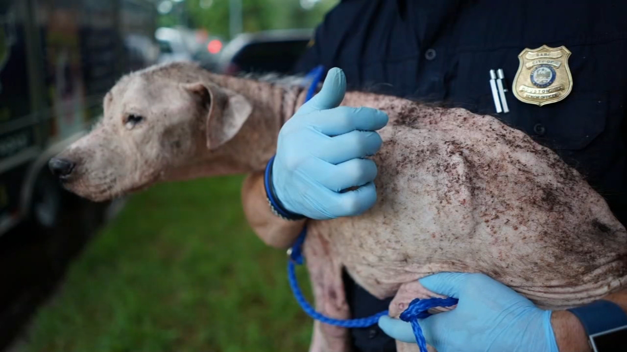 45 dogs and cats rescued from deplorable conditions
