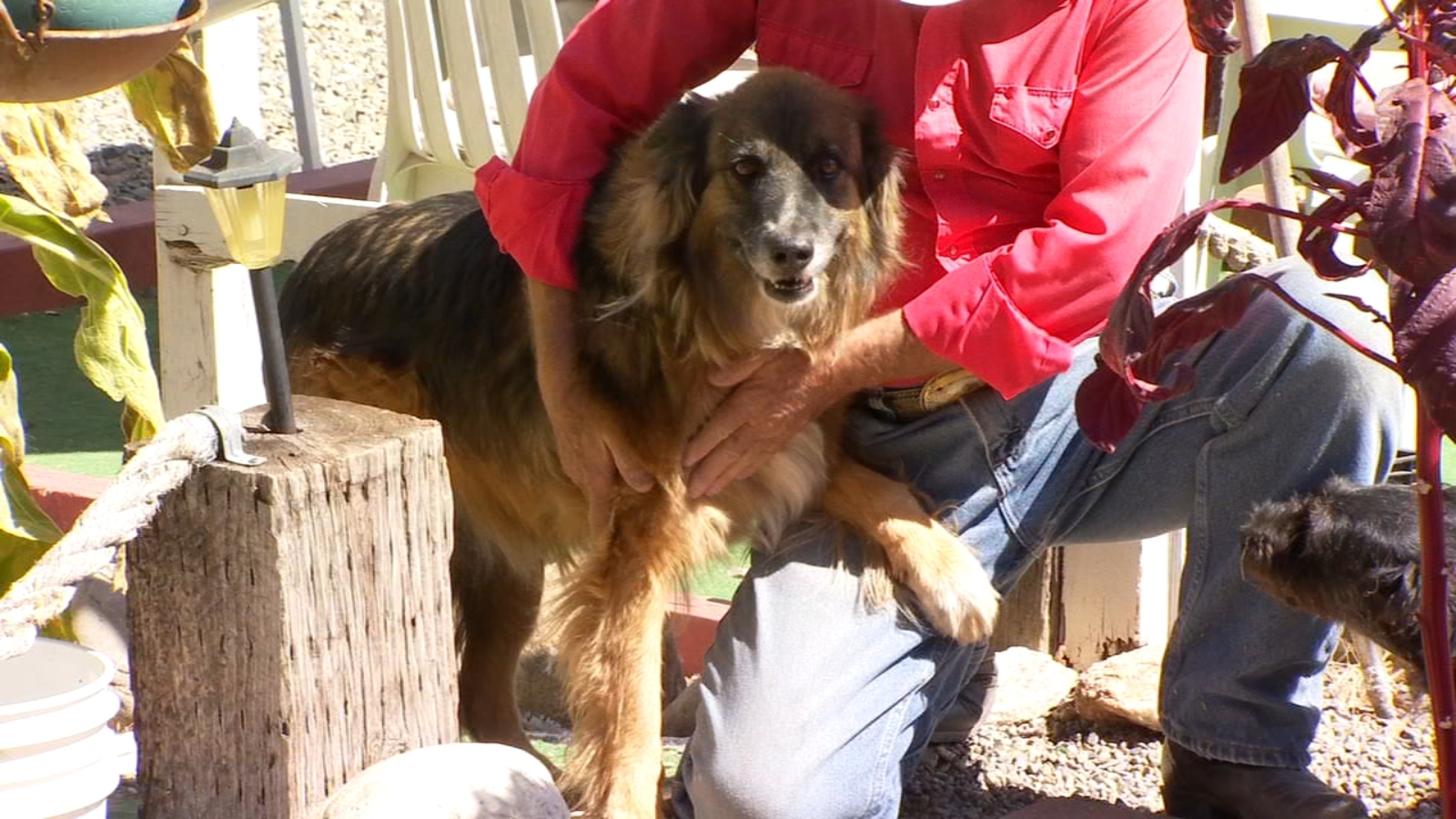 Mariposa County dog hailed hero for alerting owner of fast-moving ...