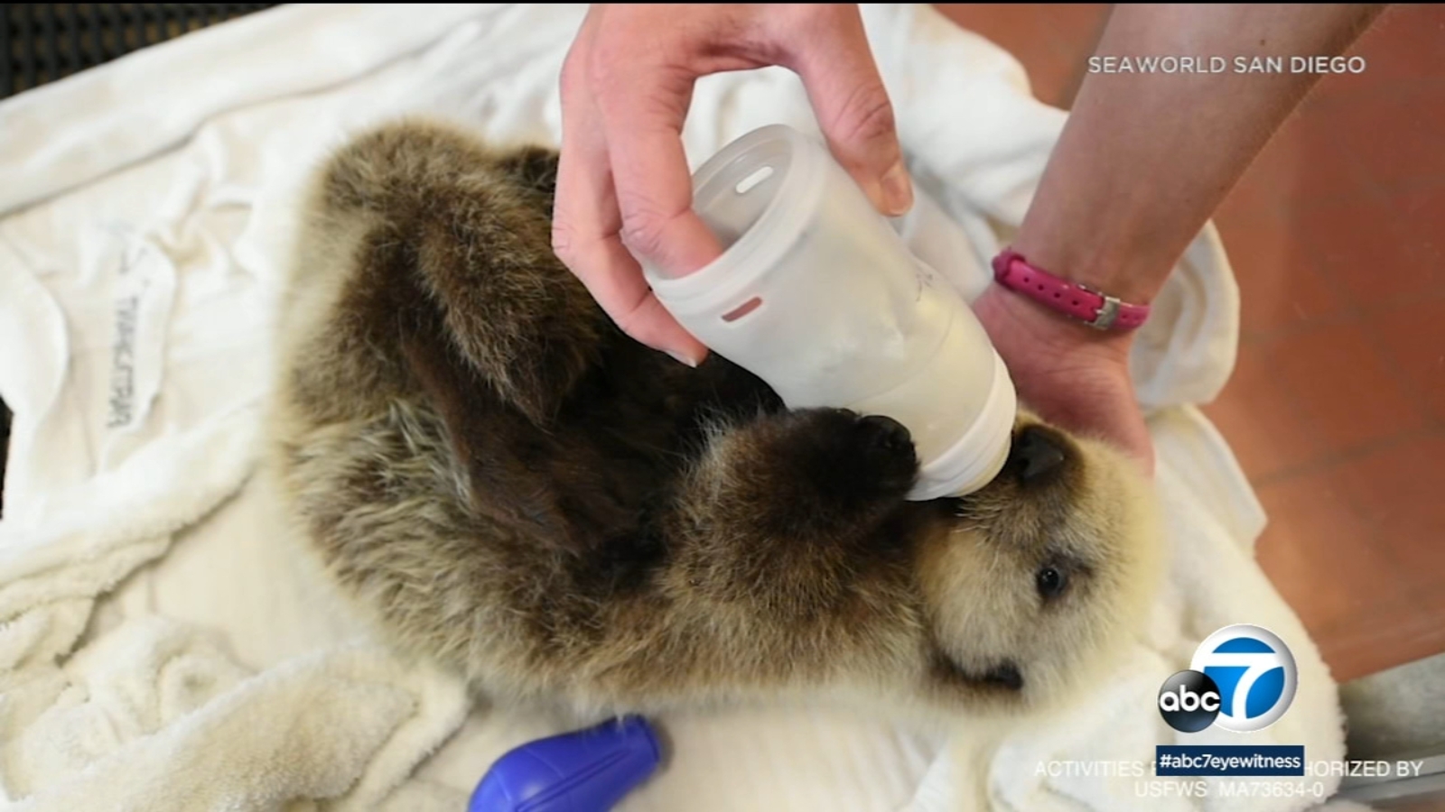 Rescued baby sea otter gets second chance at life at SeaWorld San Diego