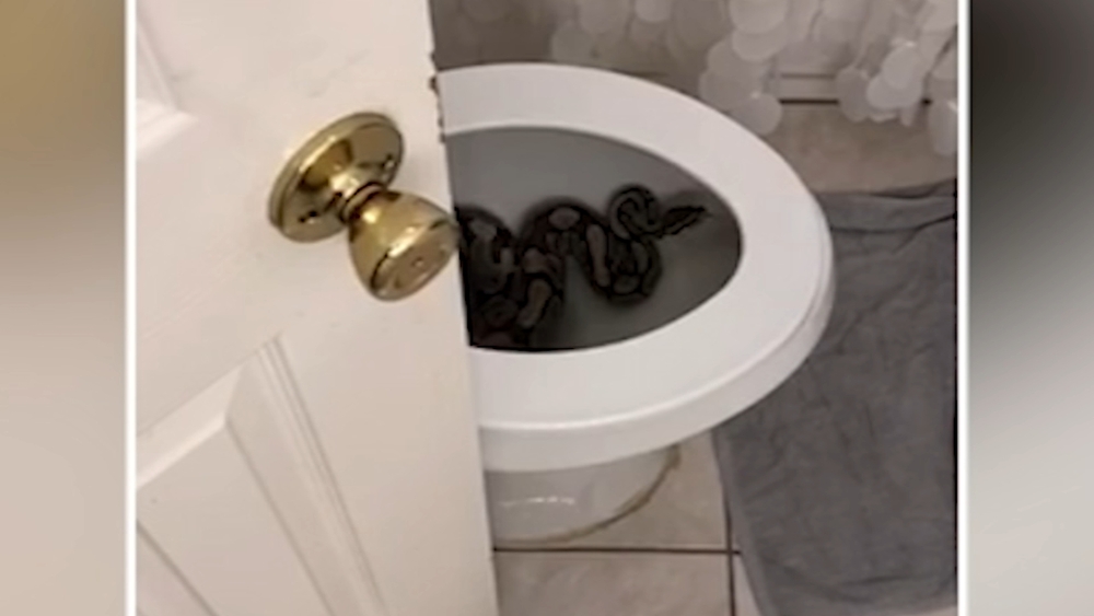 Snake found in toilet at Houston area home