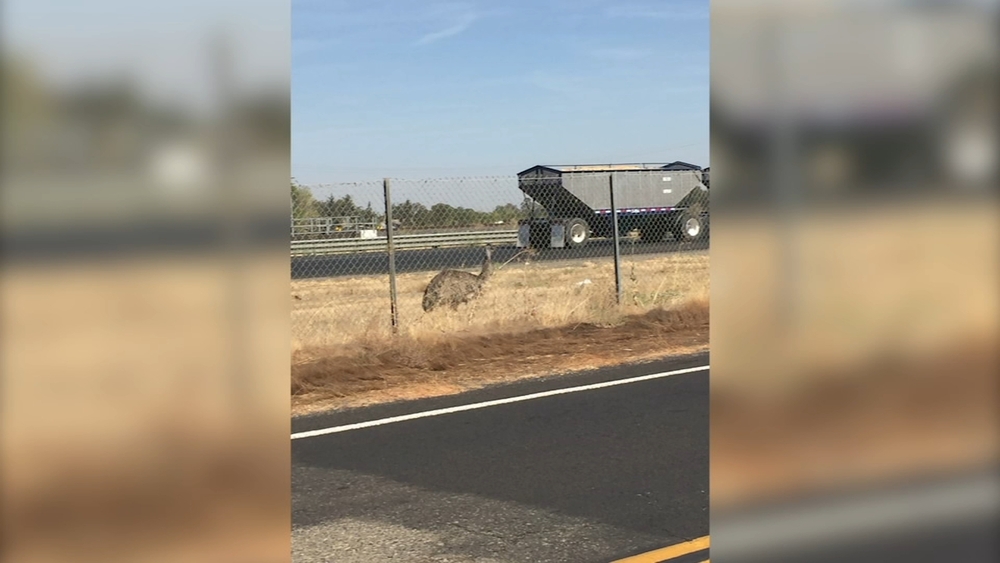 PHOTOS: Emu spotted on Highway 99 near Madera