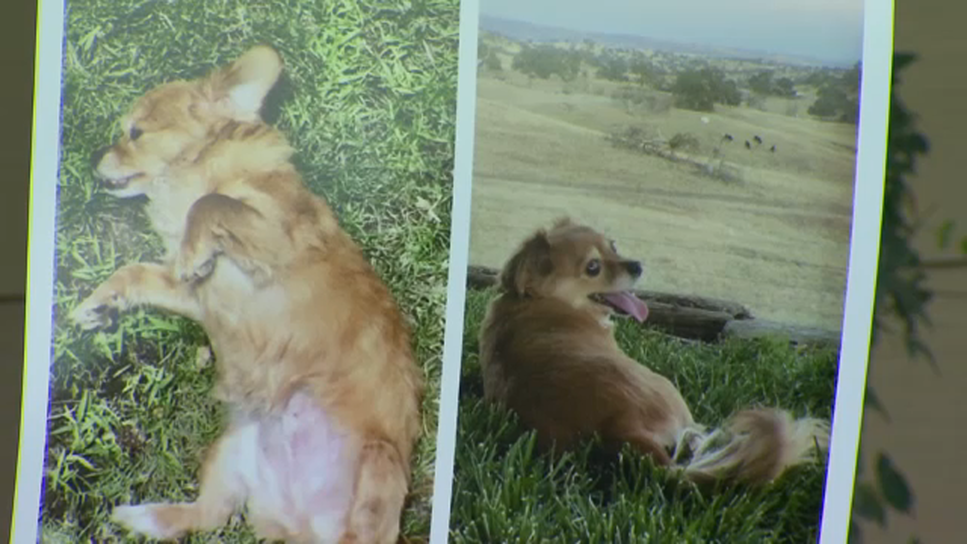 Fresno man offering $5,000 reward to help find missing dog