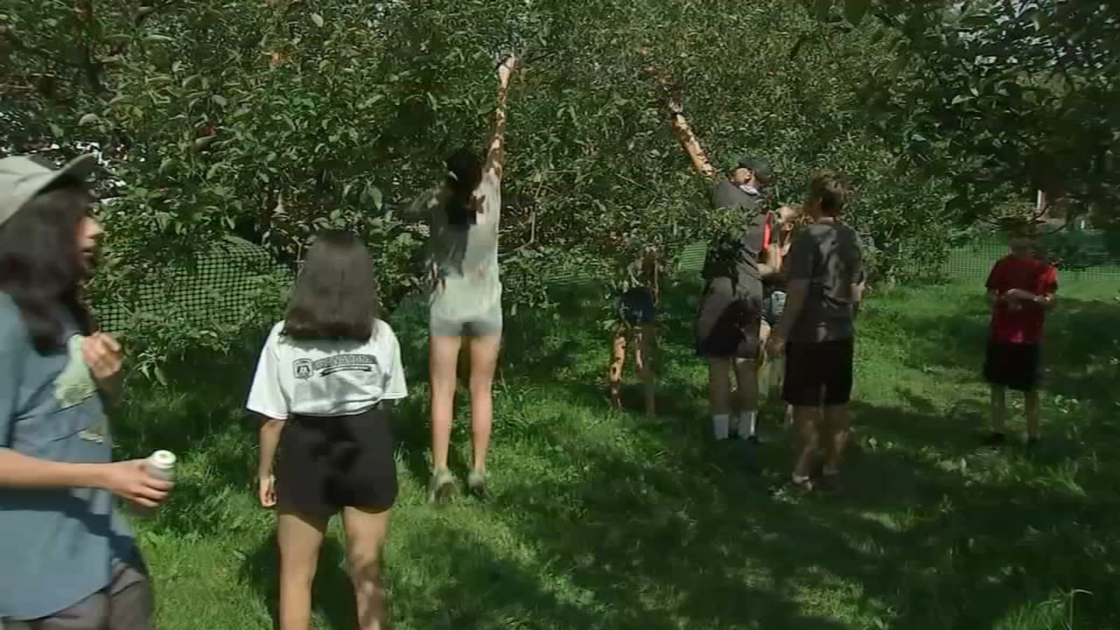 Illinois apple orchards' picking season shortened by extreme weather