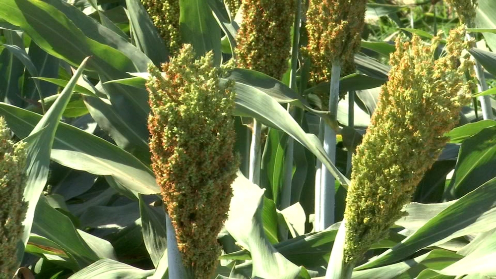 Drought tolerant crop being studied in the Valley