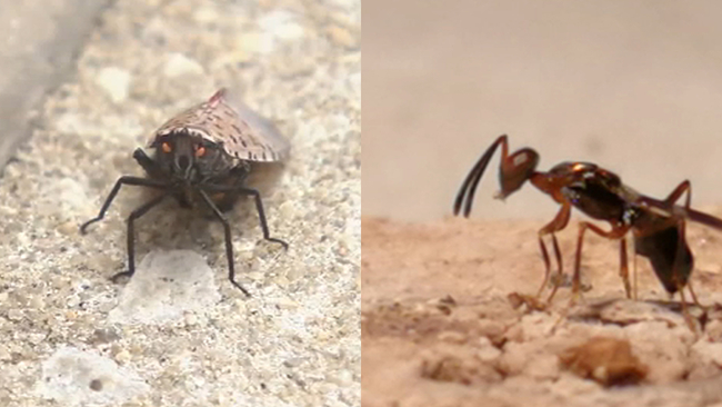 Bugs 6abccom - 