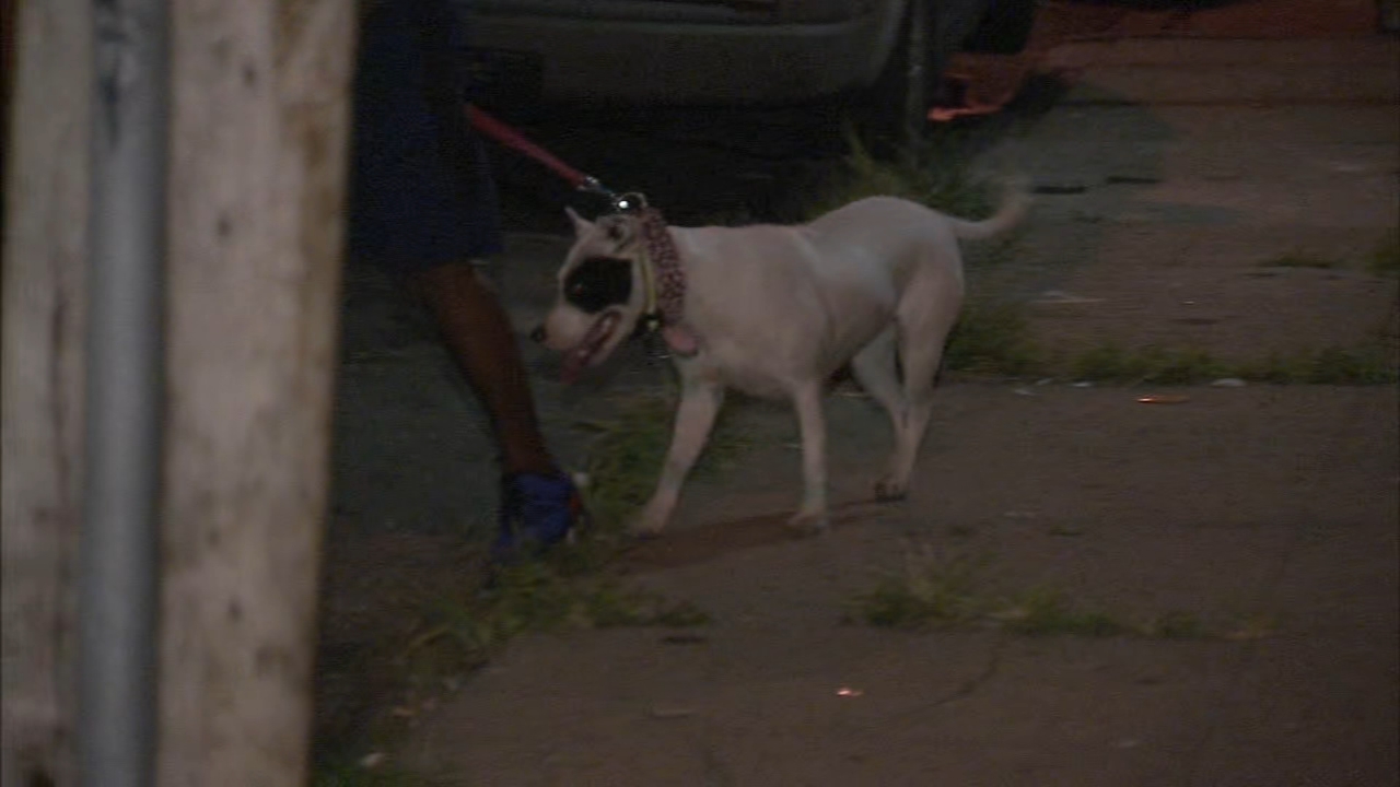 Man's three pit bulls help stop home invasion in Philadelphia