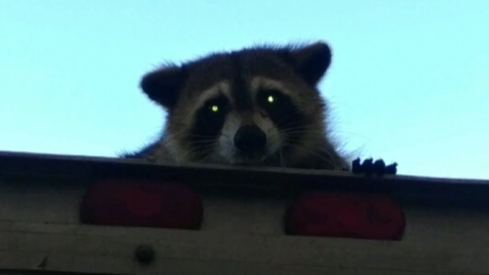 Raccoon takes wild ride on Wonder Bread truck for 16 miles in Florida