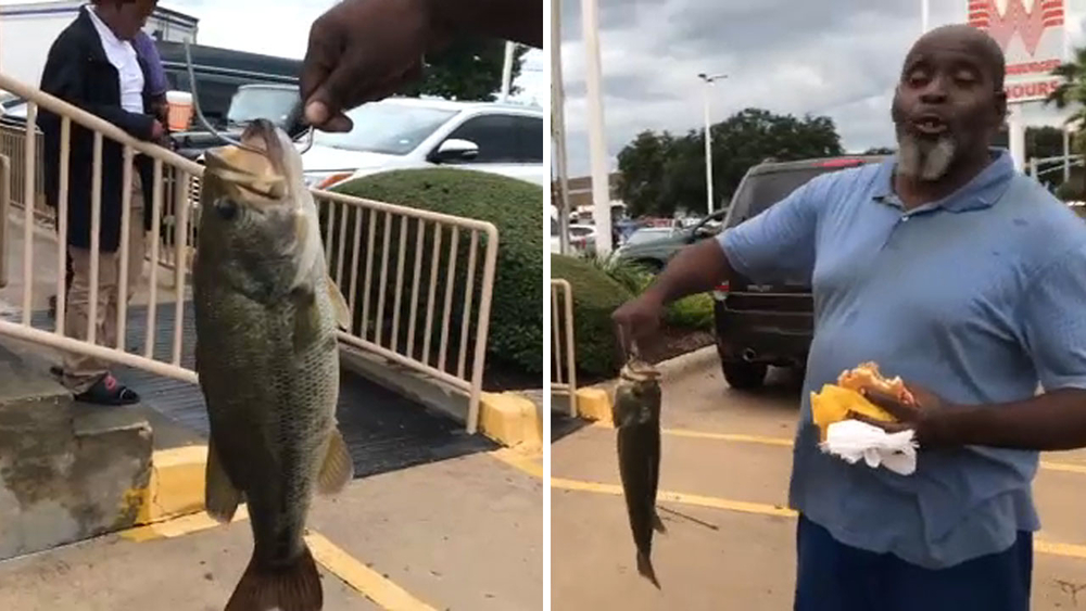Fish found on feeder road of I-45 at Crosstimbers during Imelda