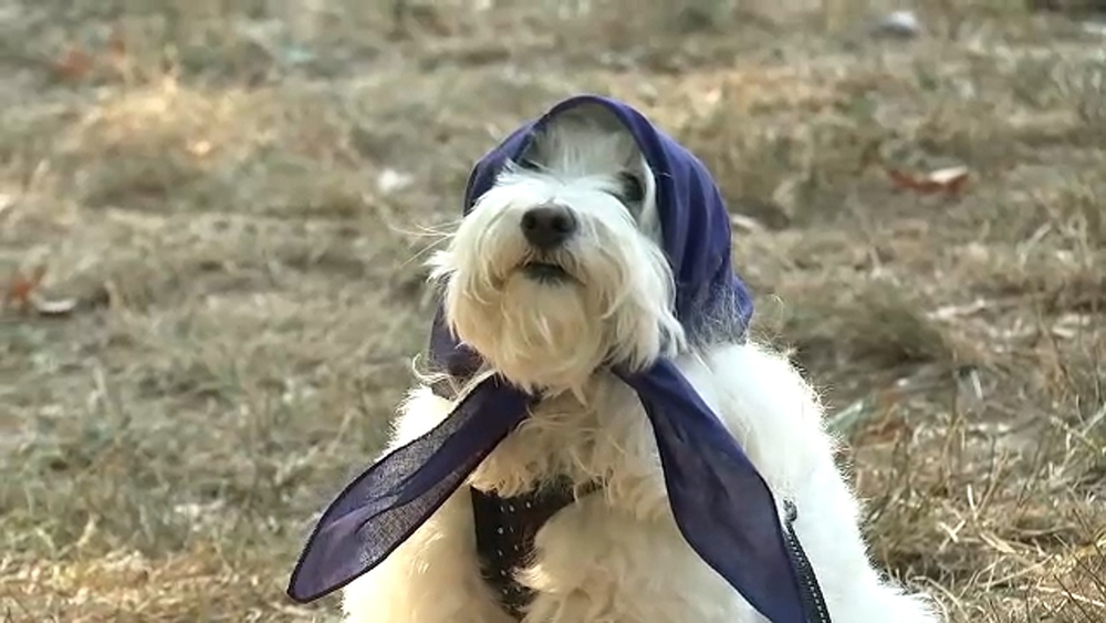 'Yiddish for Dogs' class held in Central Park