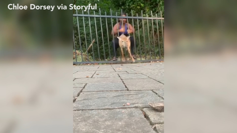 You Need To Learn How To Jump Boo Georgia Woman Rescues Wedged Deer Twice Abc7 Chicago