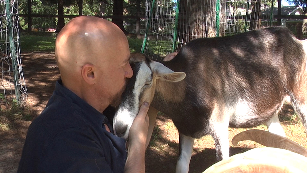 Pax The Goat: Edgewater's First Pet Mayor