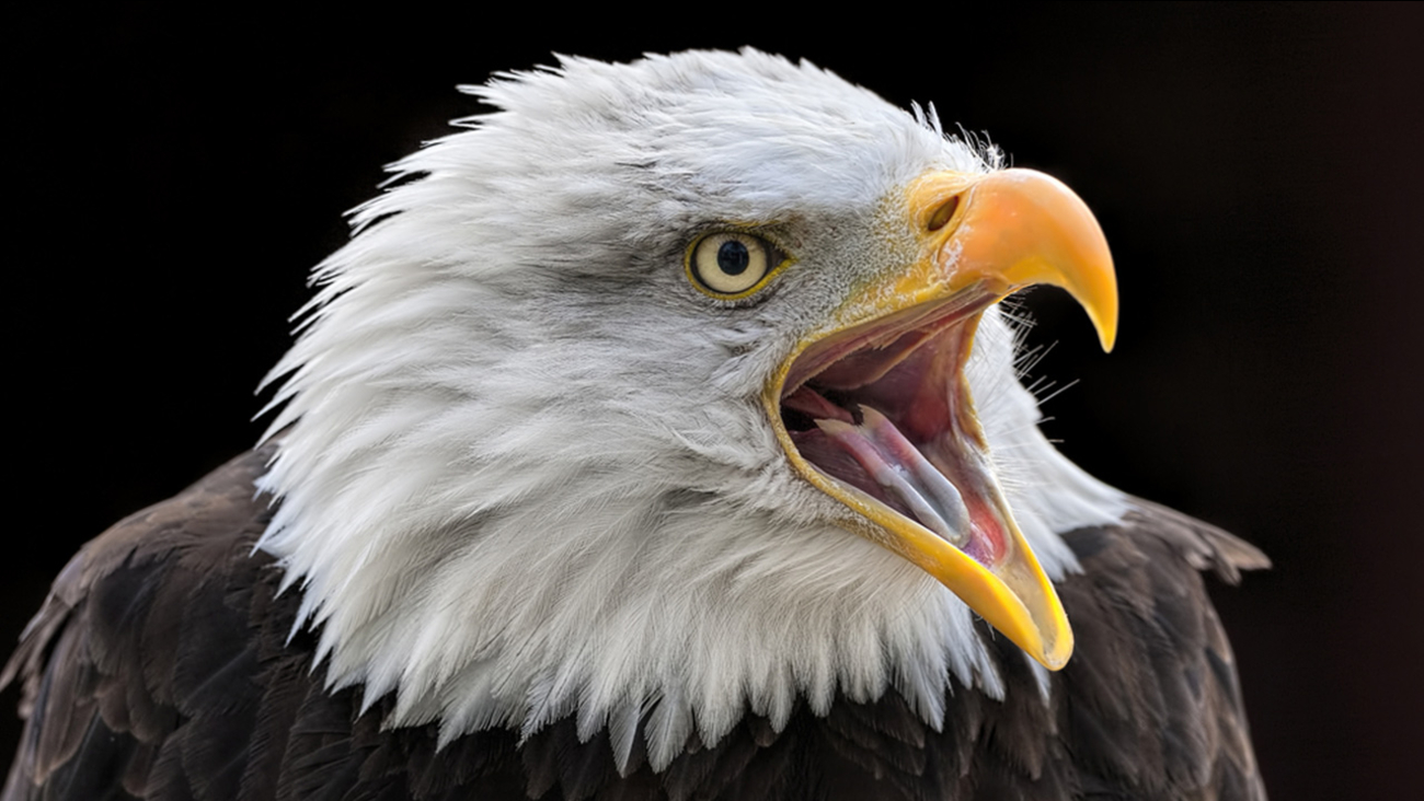 A bald eagle.