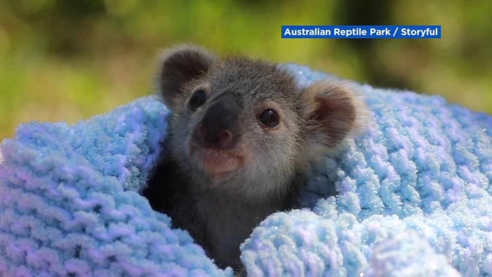 Elsa the baby koala introduced to the world