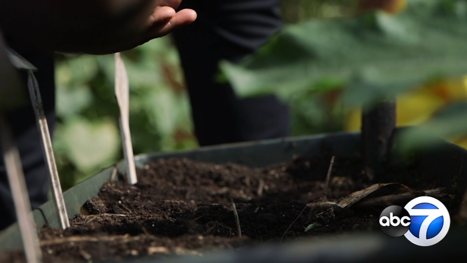 Visually impaired community prove anyone can garden at Third Eye ...