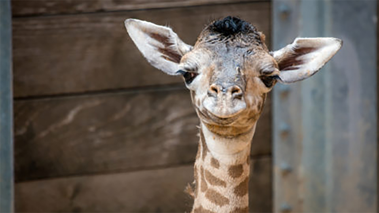 ikerukamol okggbabyfaceボニーカリファ Baby giraffe born at Houston Zoo - ABC13 Houston