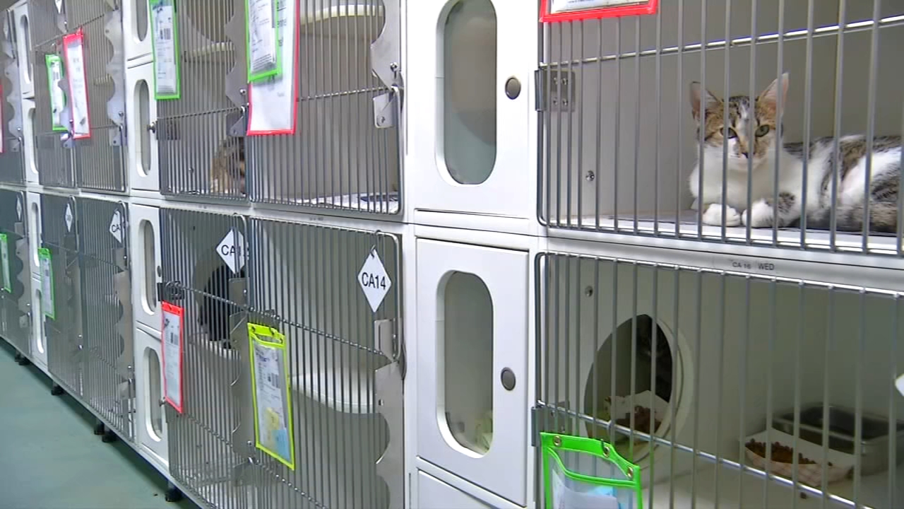 APS of Durham waives adoption fee Saturday