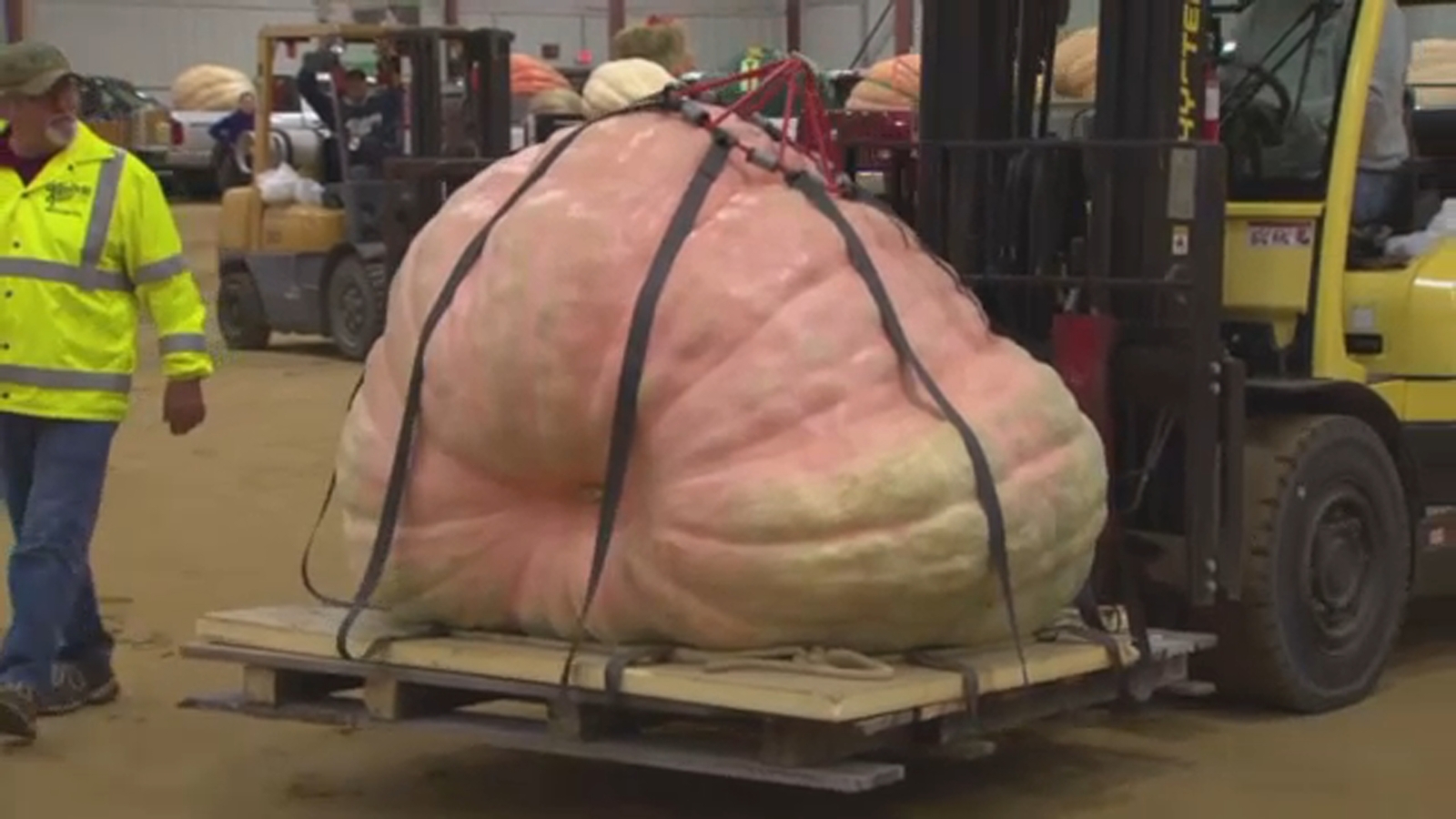2,294pound pumpkin sets new record at fair in Massachusetts ABC7 Chicago