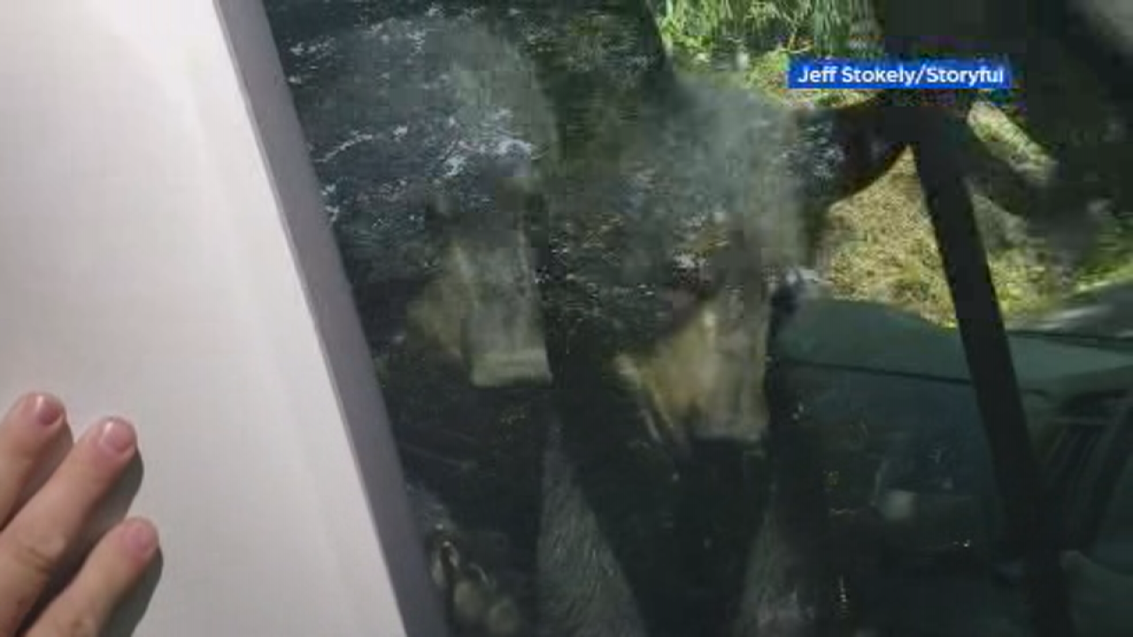 Bear cubs trapped inside a van