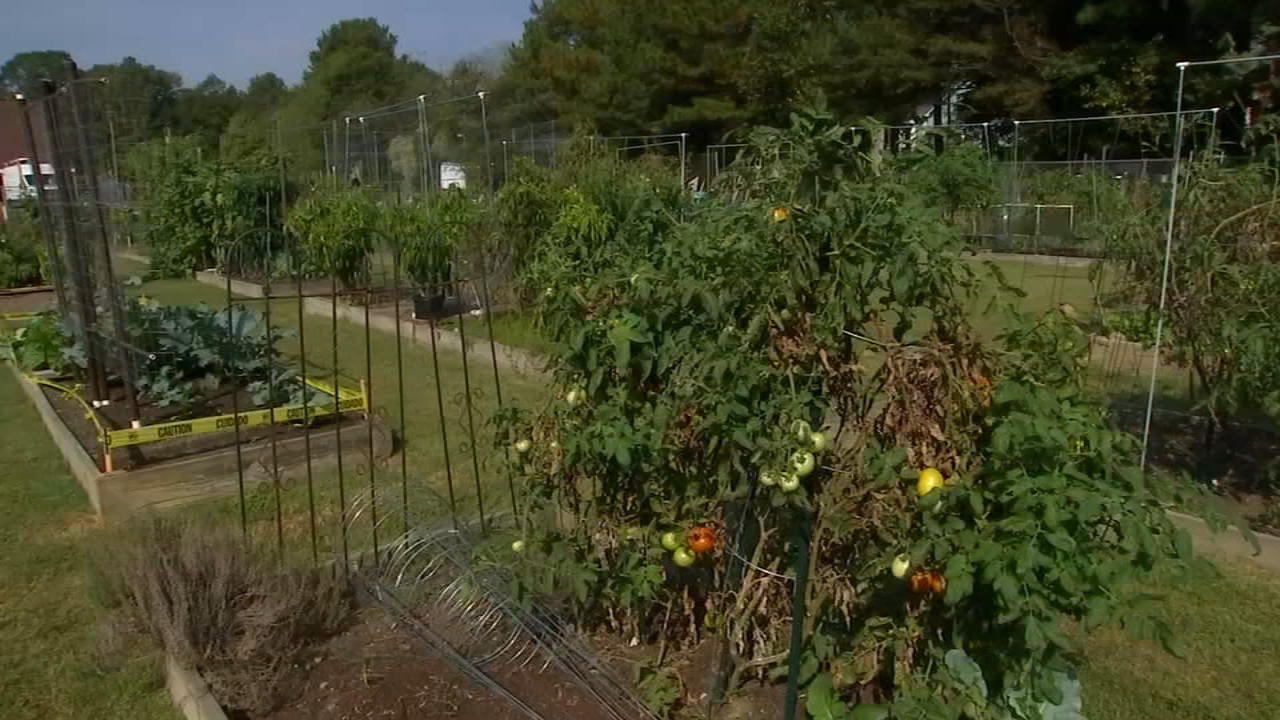 At this Raleigh church's community garden, half of what is grown is donated