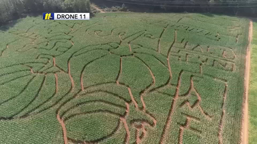 Here's what it takes to create an intricate cornfield maze