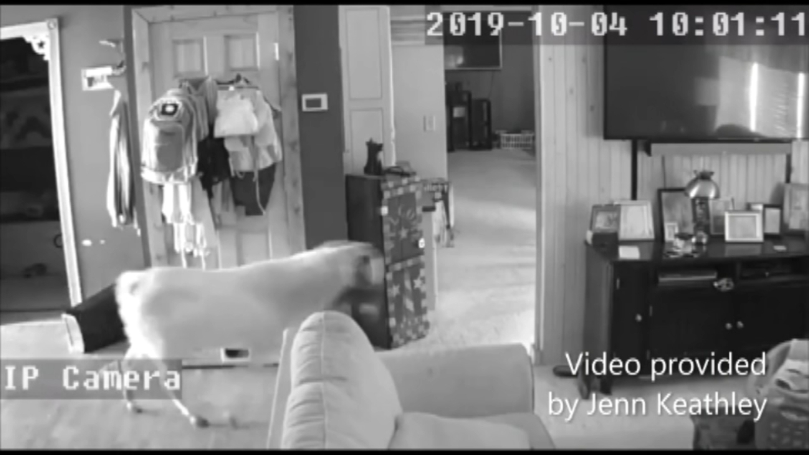 Teen finds goat intruder napping inside bathroom