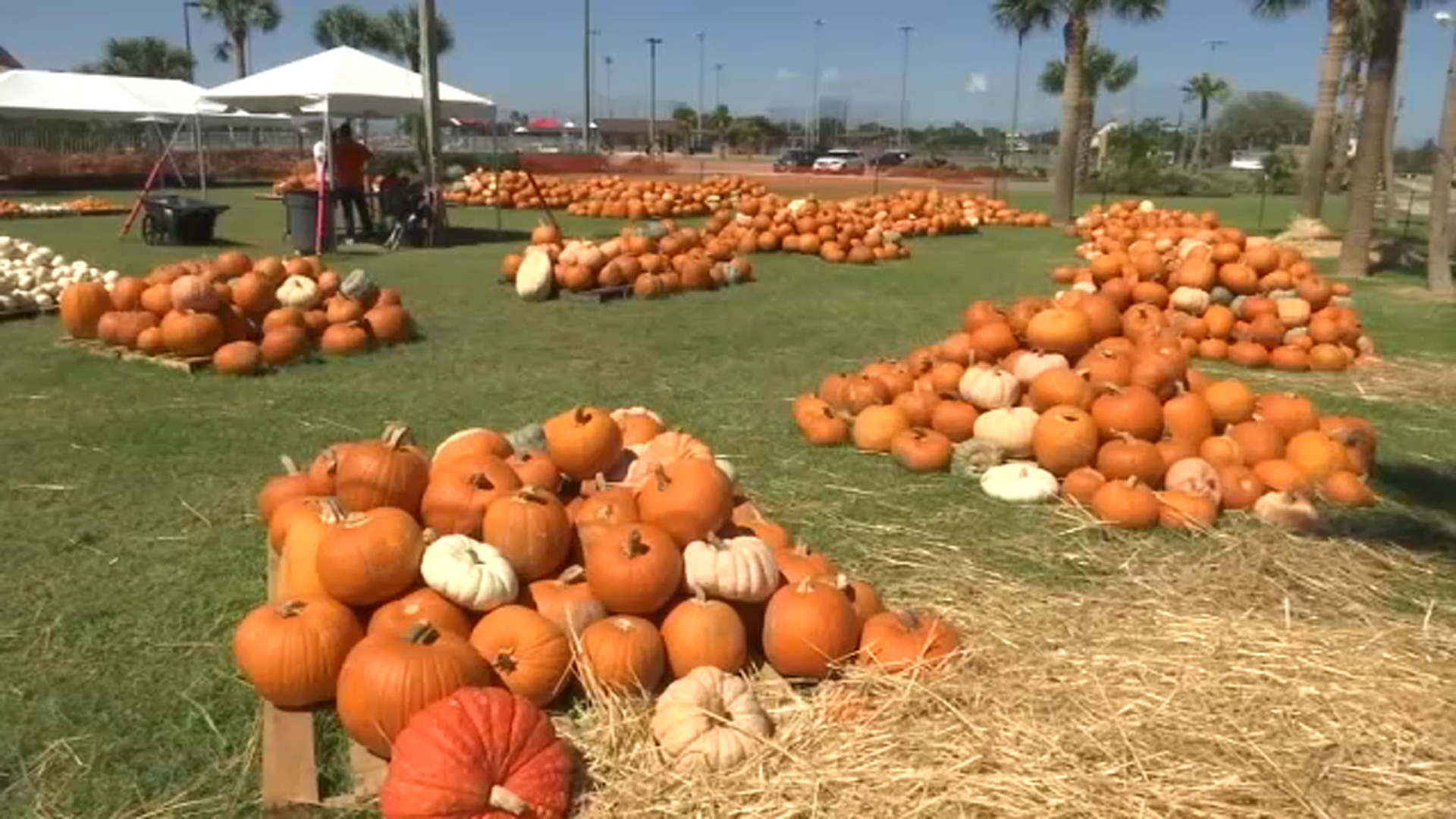 Galveston pumpkin patch hit by thieves
