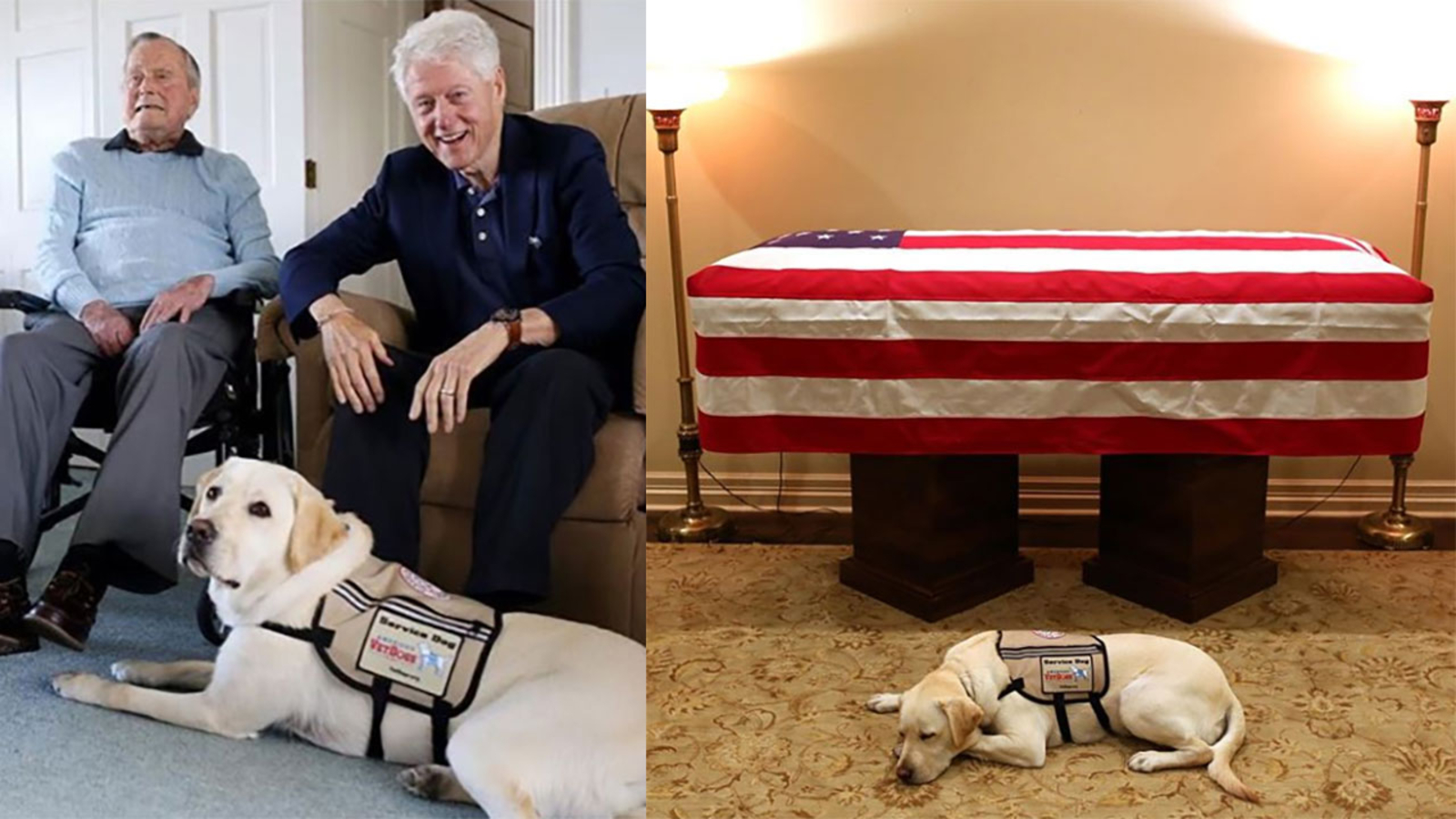 Sully, Pres. HW Bush's service dog, receiving ASPCA honor
