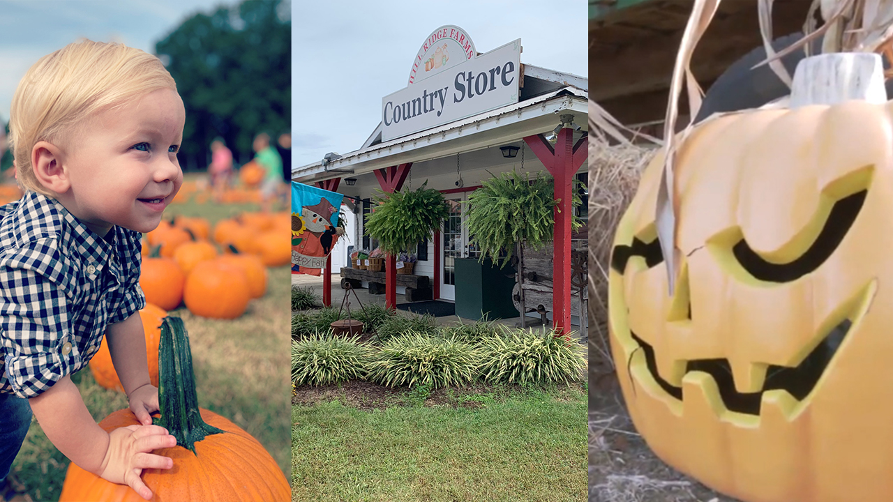 Pumpkin patches, fall family fun around Raleigh, Durham and Chapel Hill