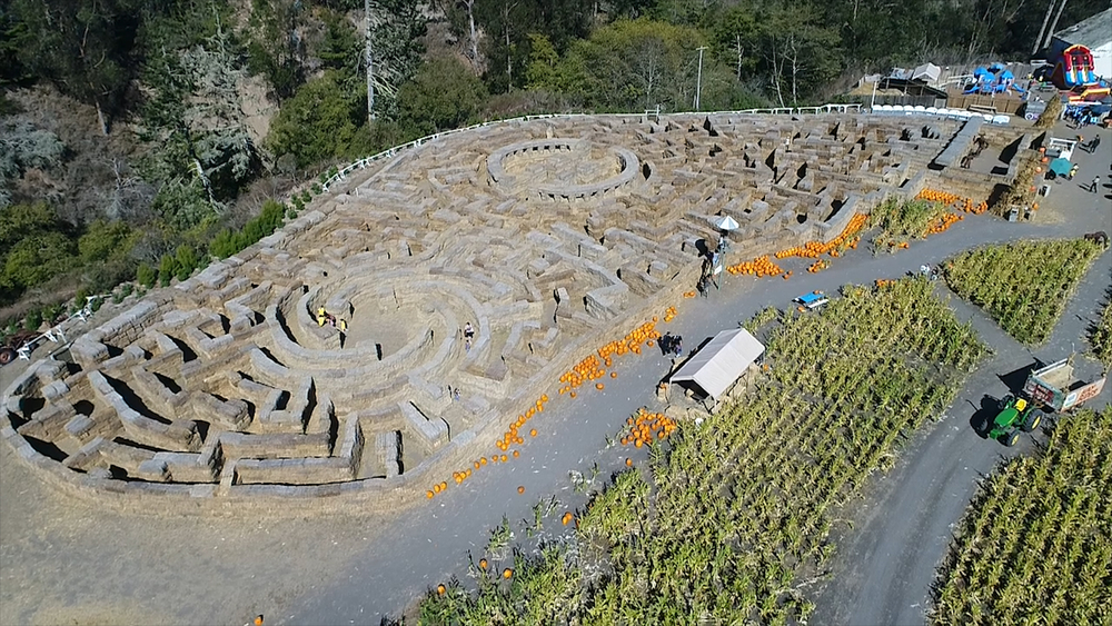 Are you brave enough to try and escape Arata Pumpkin Farm's hay maze?