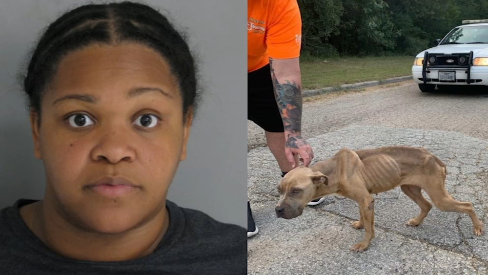 Woman accused of throwing puppy out of window