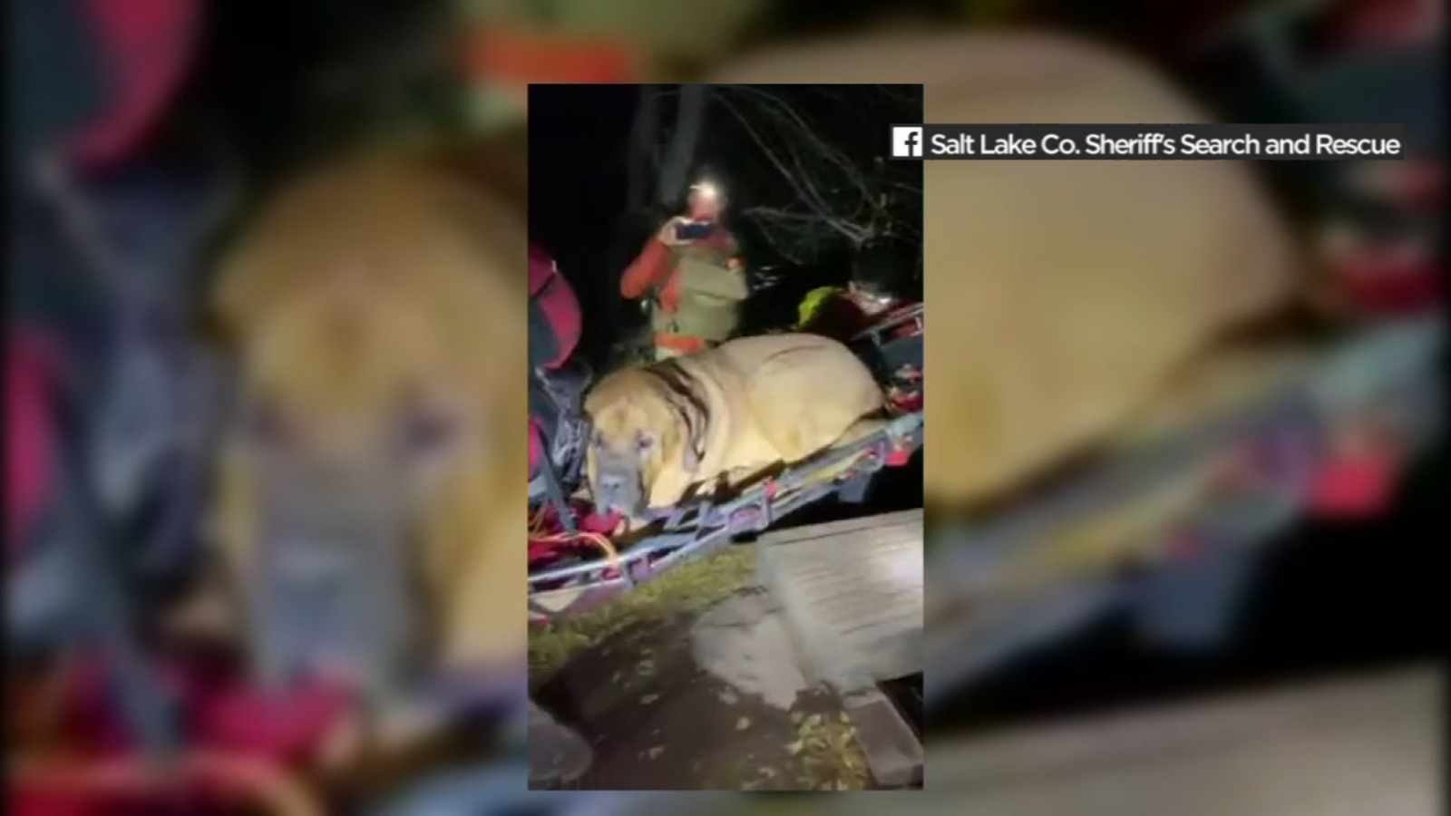 190 Pound Mastiff Rescued From Grandeur Peak Trail In Utah Is A