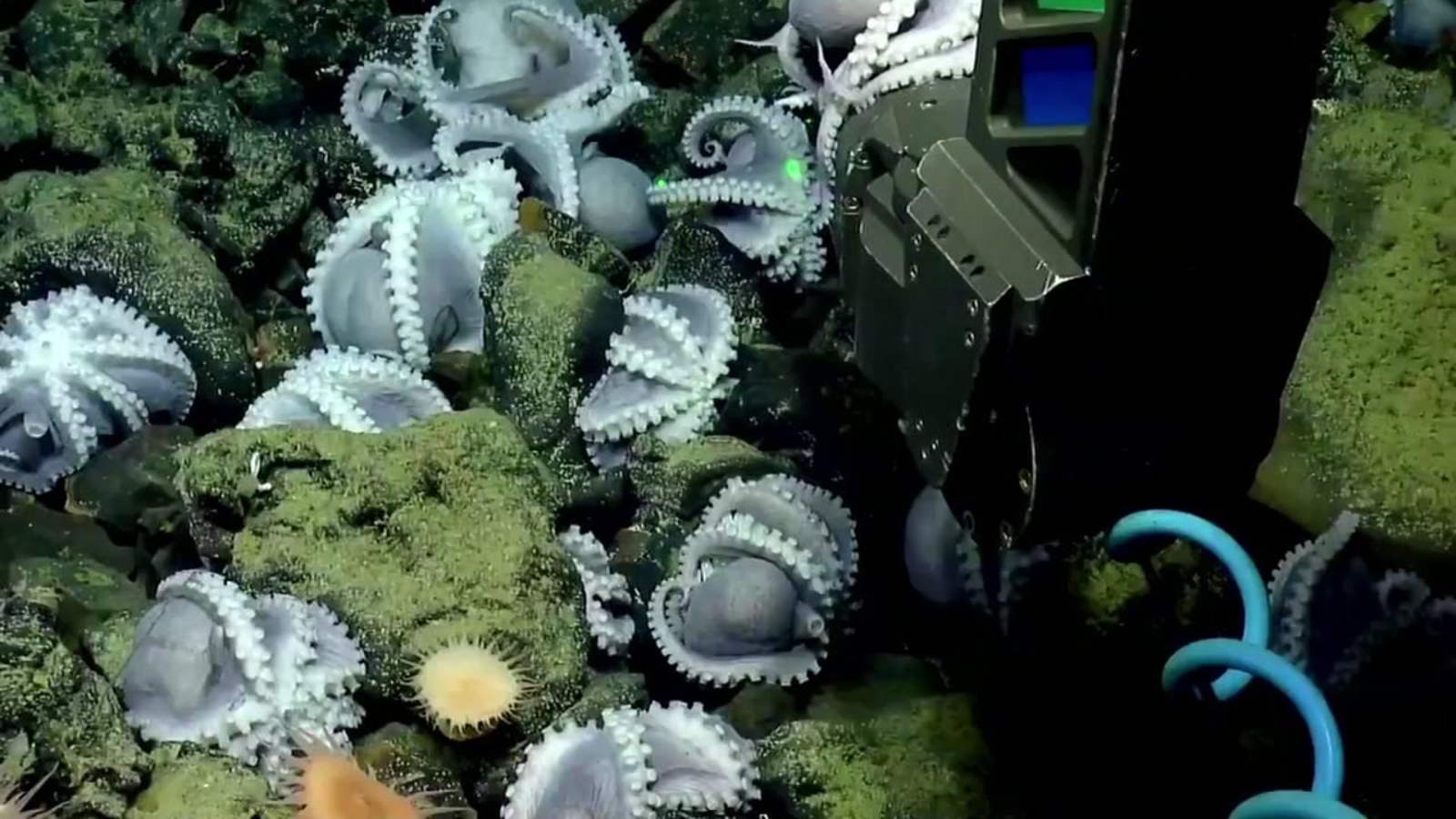 Marine biologists livestream their search for 'octopus garden' in