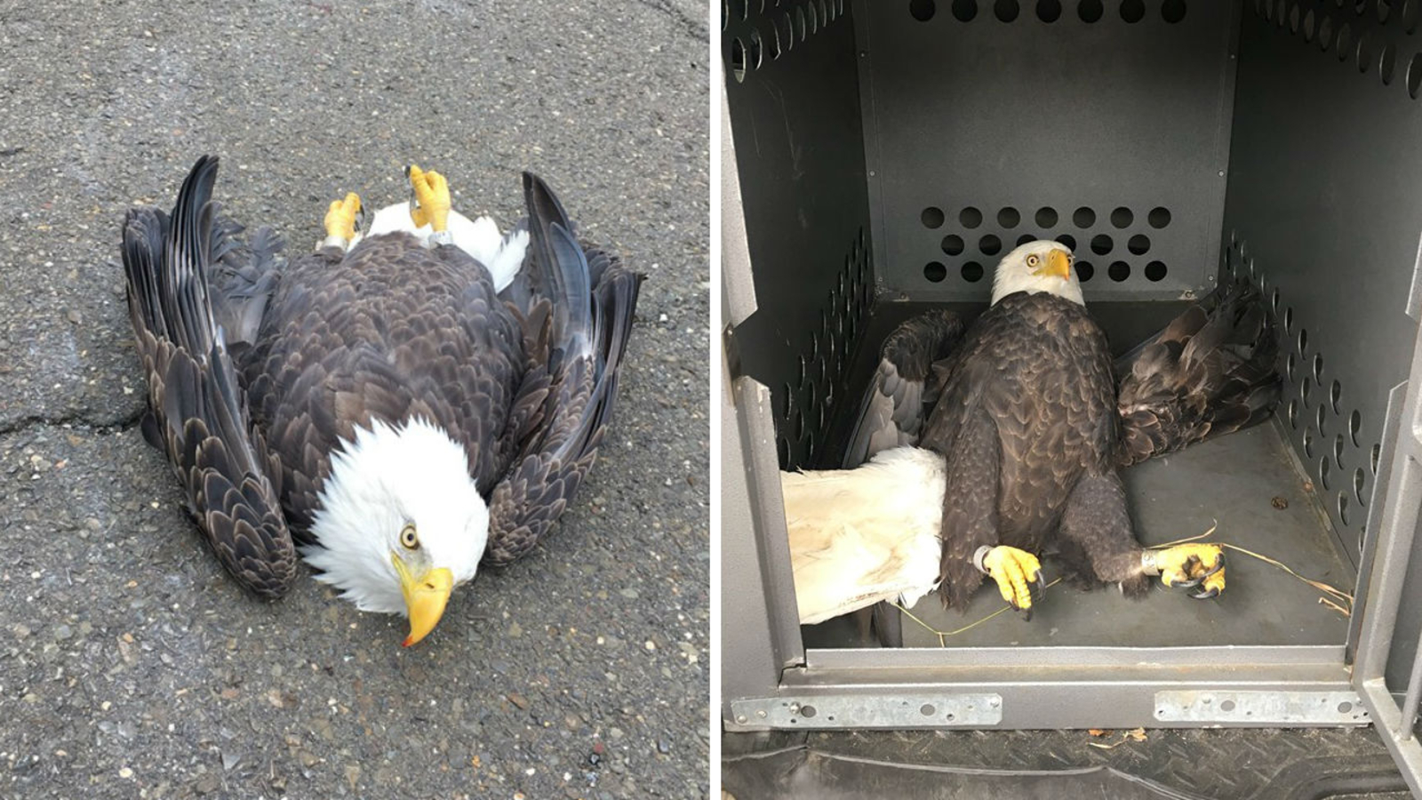 Bald eagle recovering after hit by car, left on side of road in