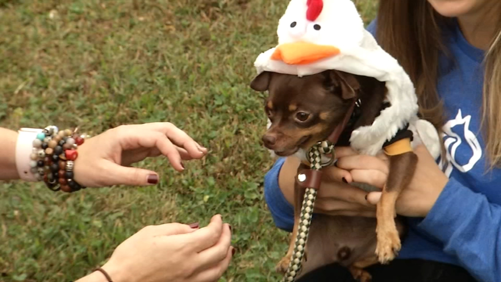 Shelter Me Providence Animal Center's Annual Bark in the Park