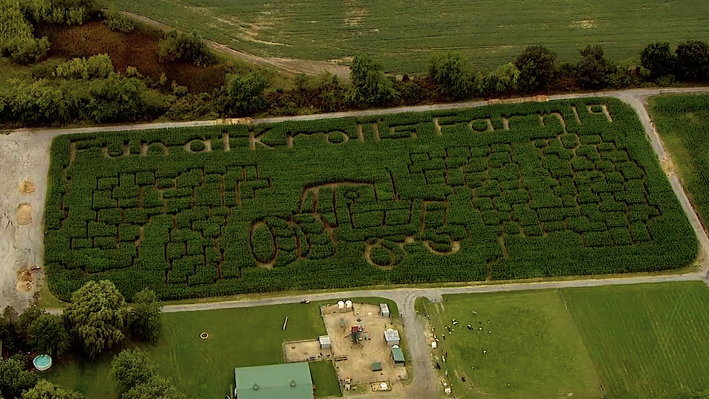 How to Carve a Corn Maze with Machetes