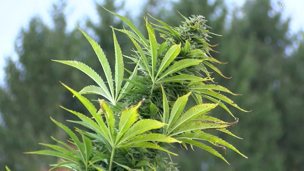 Hemp farmer thinks thieves are mistaking his crop for marijuana