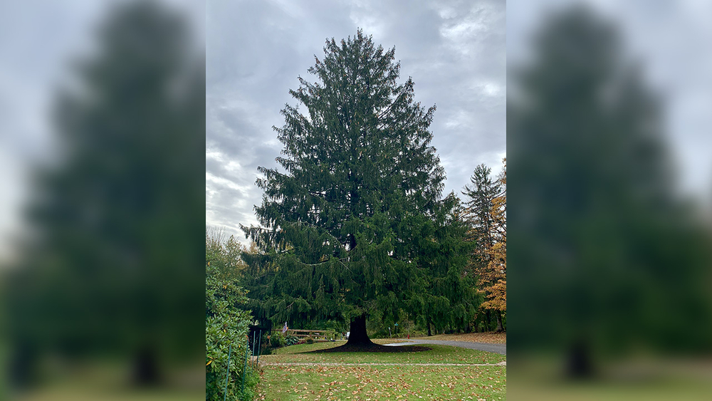 Rockefeller Center Christmas tree will come from Florida, New York