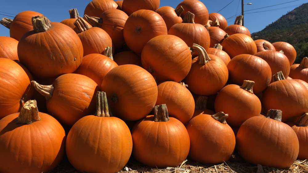 Clayton Valley Pumpkin Farm is the go to spot for pumpkins 