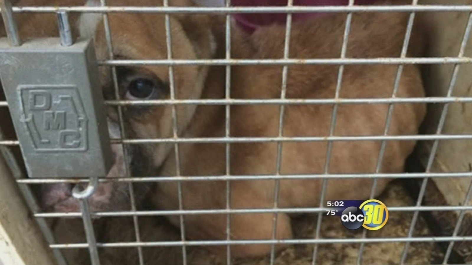 Abandoned dog left in crate in Fresno ABC30 Fresno