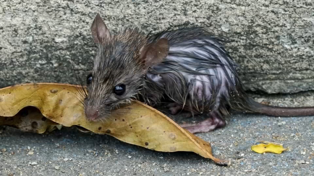 Chicago ranked most rat-infested city in US: Orkin