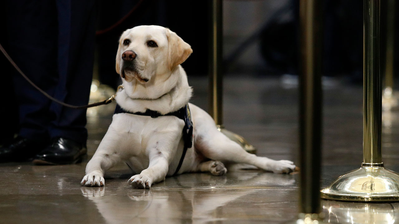 Pres. George HW Bush's service dog getting statue