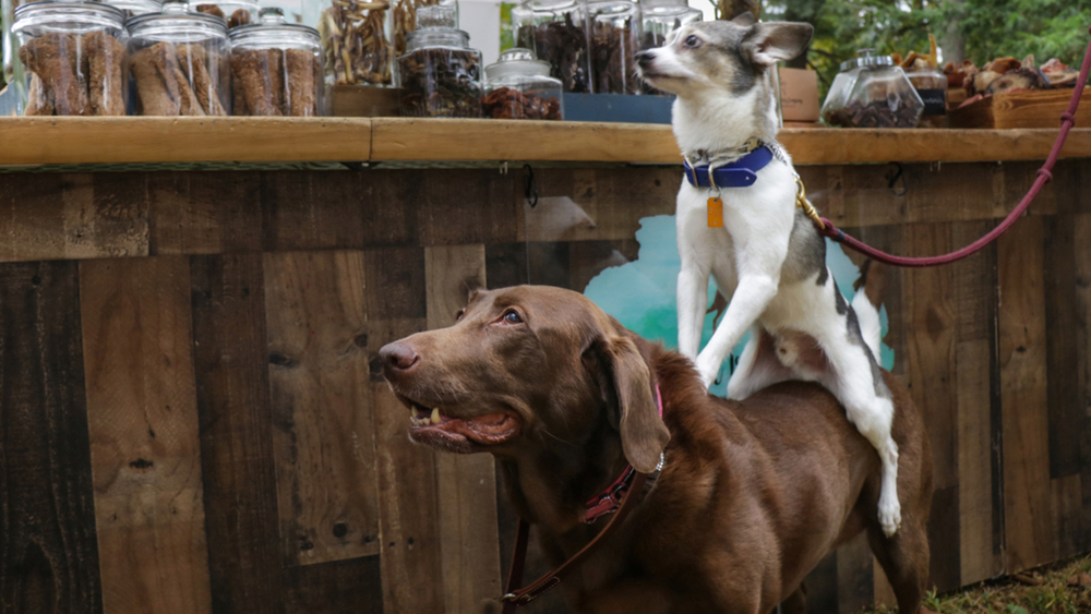 Pet treats from an unlikely source!