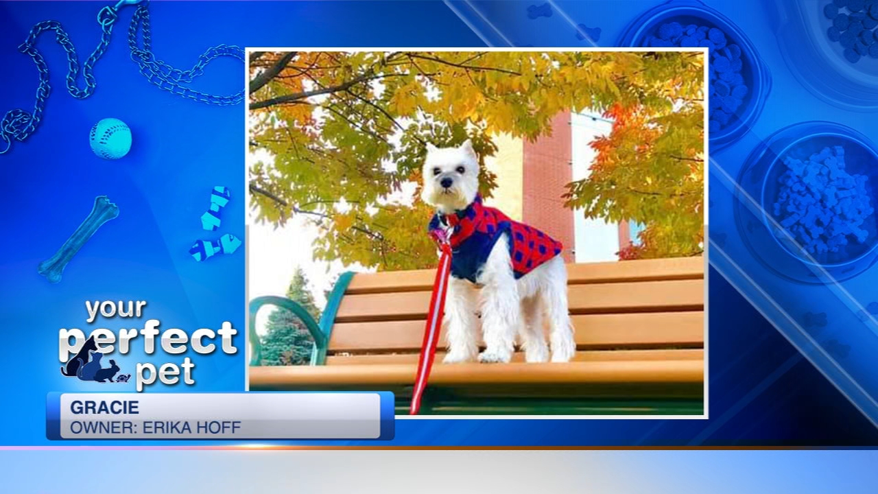 Perfect Pet ABC7 Chicago