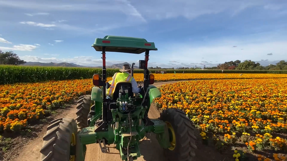 Uesugi Farms has just about everything a pumpkin lover can dream of