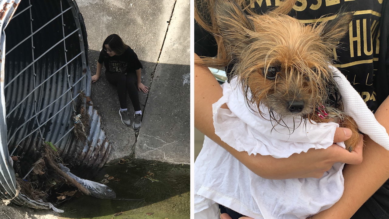 Lost Dog Rescued From Deer Park Sewer By City Official Abc13 Houston