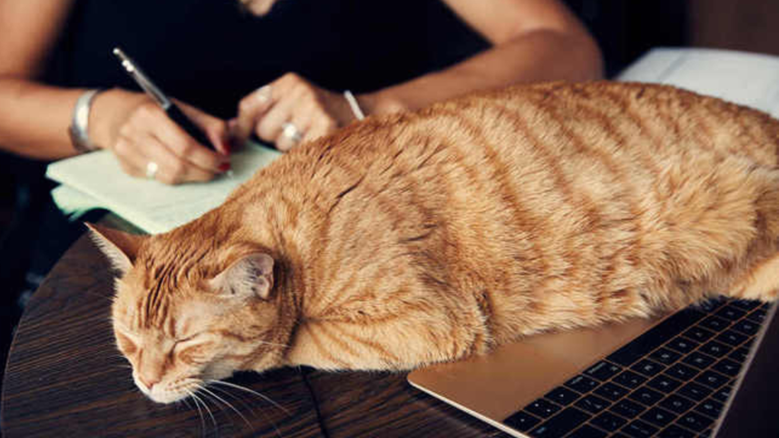 Coffee & kitties: This cat cafe is saving hundreds of cats